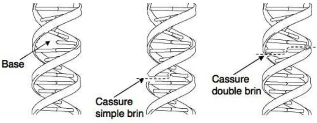 Fig. 1.7 – Sch´ema des l´esions provoqu´ees lors de la radioth´erapie sur l’ADN.