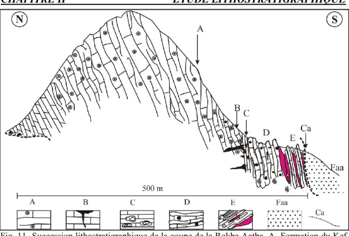 Fig. 11- Succession lithostratigraphique de la coupe de la Rokba Aatba. A- Formation du Kef  Sidi  Amar ;  B-  Fissure  karstique  remplie  par  les  calcaires  noires  de  la  Formation  de  Djof  Touka ;  C-  Niveau  à  oncolithes  stromatolithiques  de 