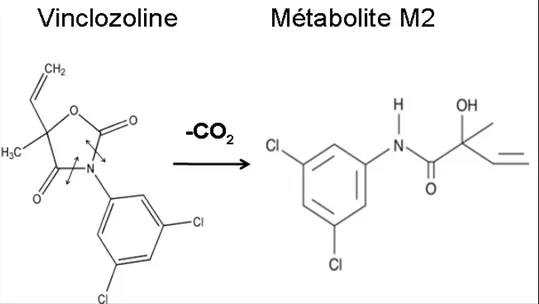 Figure  2 :  Structure  chimique  plane  de  la  vinclozoline  et  obtention  du  métabolite  M2  par 