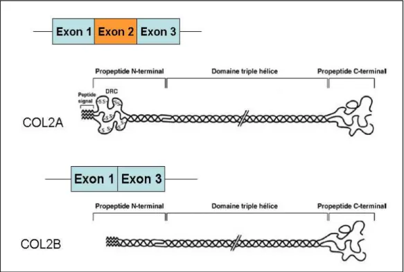 Figure 10 : L’existence d’un épissage alternatif au sein du gène du Col2α1 peut donner naissance 