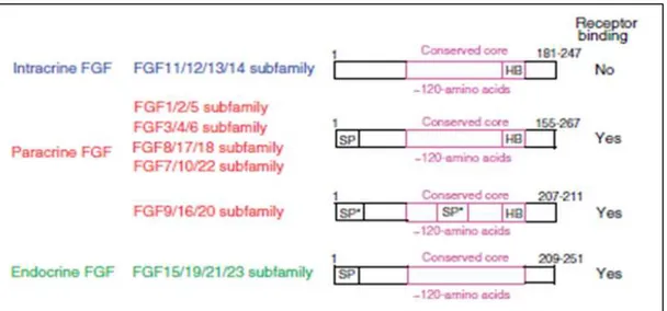 Figure  14 :  Tableau  des  sous-familles  des  FGFs  et  leurs  séquences  protéiques  (selon  (Itoh  and 