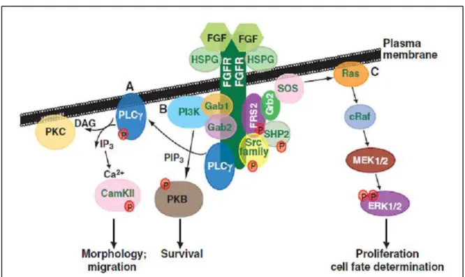 Figure  16 :  Diversité  des  différentes  voies  impliquées  dans  la  signalisation  cellulaire  des  FGFs/FGF-Rs