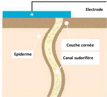 Figure 2 : Basse tension continue d’amplitude variable est appliquée sur des électrodes en contact 