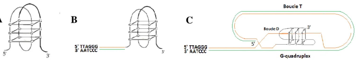 Figure 4 : Représentation schématique du G-quartet (A), des G-quadruplex sur l’extrémité 3’ simple brin des  télomères (B) et au niveau de la boucle T (C)