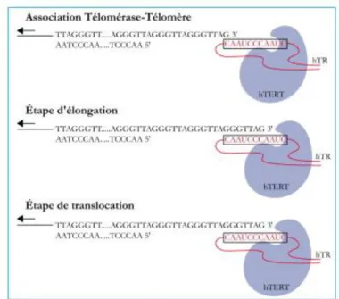 Figure 9 : Les étapes d’élongation de l’ADN télomérique humain par la télomérase humaine (Sabatier et 
