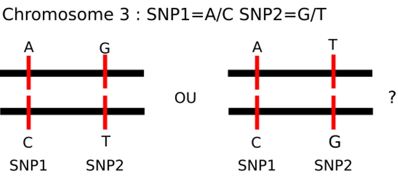 Figure 1.1: Les valeurs des deux SNPs ne permettent pas de distinguer entre les deux paires d’haplotypes possibles.