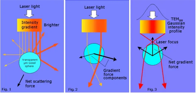 Figure 2.4 : Schéma des résultantes des forces radiatives  1) force de pression de radiation 2) force de gradient radiale 