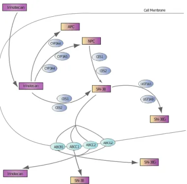 Fig. 1.8: Représentation schématique de la PK-PD moléculaire de l’iri-