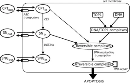 Fig. 2.1: Voies moléculaires considérées de la PK-PD de l’irinotecan dans