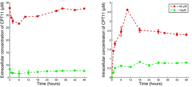 Fig. 2.4: Concentrations extra et intracellulaires de CPT11 après 48 h