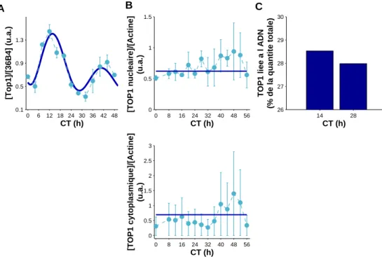 Fig. 2.7: Expression génique, protéique, et activité de la TOP1. A ARN
