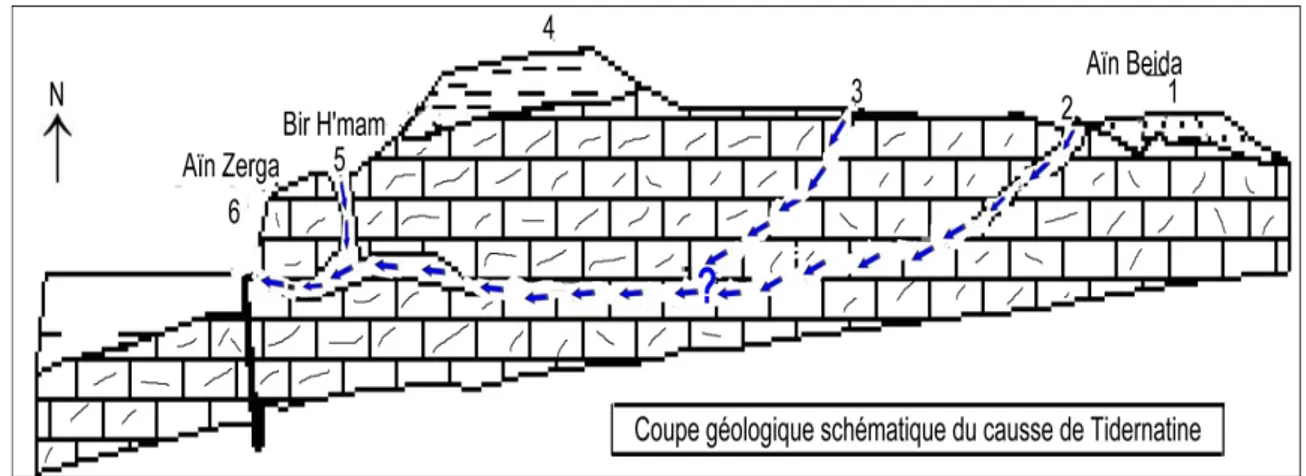 Figure 11 : Coupe synthétique du causse de Tidernatine (IFRI,1988).  Remarque  : les hauteurs et les pendages ont  été exagérés  pour plus de lisibilité  