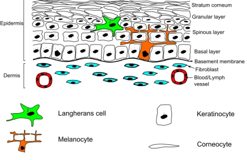 Figure 1.3 – Schéma de structure de l’épiderme, représentant ses diﬀérentes couches et leurs cellules.