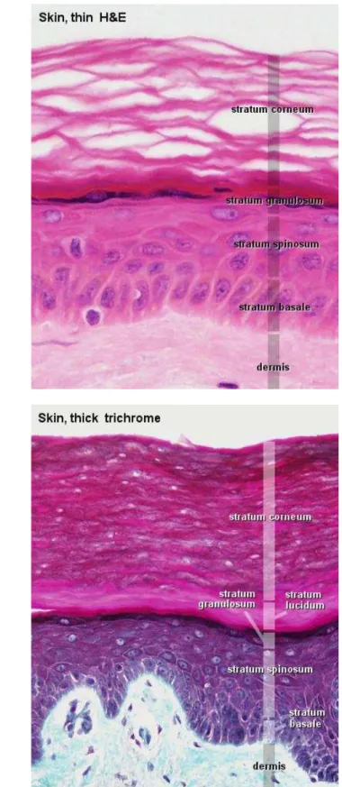 Figure 1.4 – Coupes histopathologiques (A) en peau ﬁne x20 et (B) en peau épaisse x40, représentant les diﬀérentes zones de l’épiderme