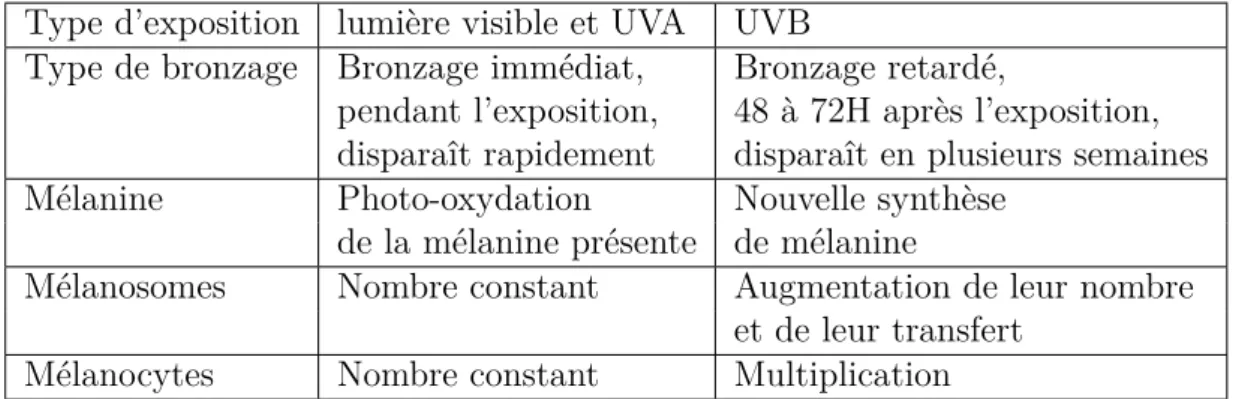 Table 1.2 – Histologie des bronzages suivant le type de rayonnement résumant les eﬀets sur les diﬀérents acteurs de la pigmentation.