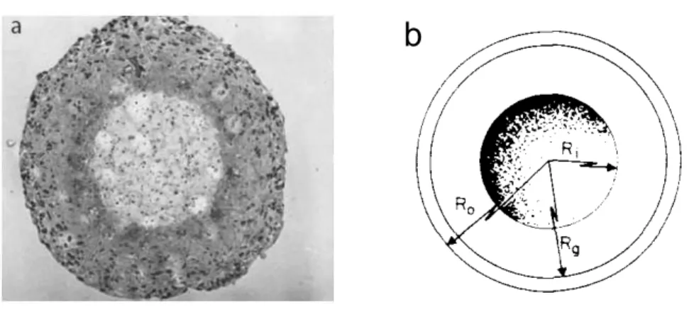 Figure 2.1 – A) Sphéroïde de cellules tumorales. On peut y observer la présence d’un coeur nécrotique au centre