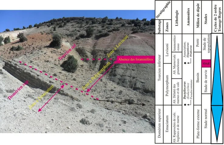 Fig. 17 : Vue panoramique de la limite Domérien-Toarcien dans la coupe de Bénia (Sebane.A ; 
