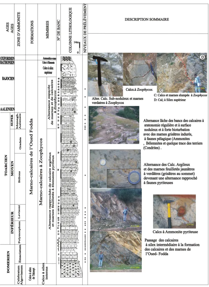 Fig. 11- Coupe des Calcaires et des marnes de l’Oued Fodda (Subdivision lithostratigraphique et  description sommaire)