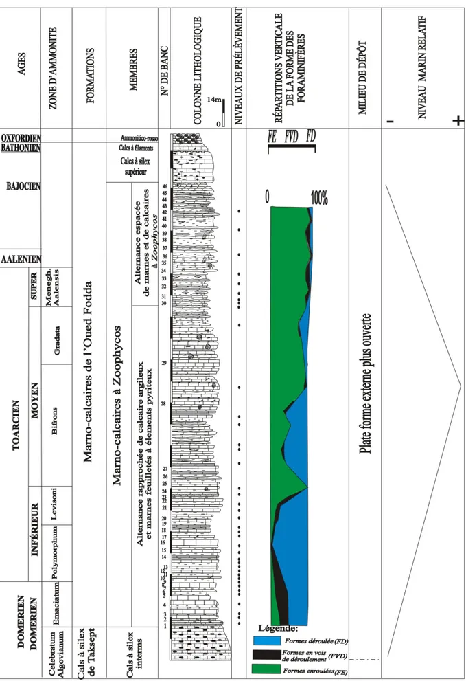 Fig. 14 – la coupe de la formation des calcaires et des marnes de l’Oued Fodda  (Evolution verticale  de la forme des foraminifères et leur milieu de dépôt) 