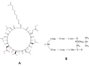 Fig. 1.4: Repr´esentation de la surfactine. A : structure chimique d’une mol´ecule de surfactine