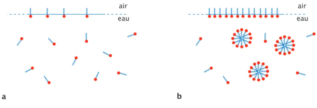 Fig. 1.18: Figure a : surfactant dont la concentration est inf´erieure ` a la CMC, en solution