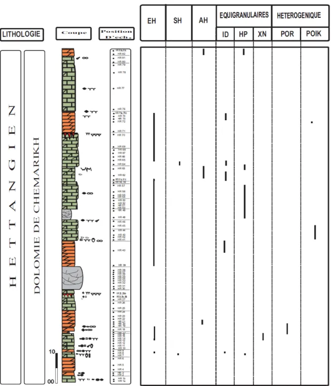 Fig. 14- Evolution structurale et texturale des ″Dolomies de Chémarikh″. 