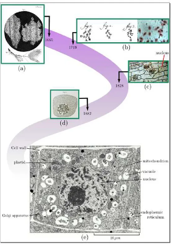 Figure 1.1: The cell through history. Inset (a) shows the first representation of the cell, or more precisely, of the cell walls, by Hooke in 1665