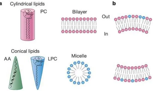 Figure 1.15: Inset (a) shows the effective shape of some phospholipids: in pink, phos- phos-phatidylcholine (PC), in blue lysophosphos-phatidylcholine (LPC), with only one hydrophobic tail, and in green arachidonic acid (AA), with an unsaturated tail