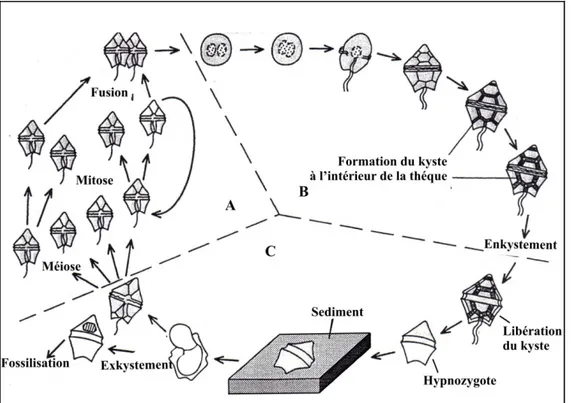 Fig. 10 - Cycle biologique simplifié et schématique des dinoflagellés  (WILLIAMS et al., 2000)