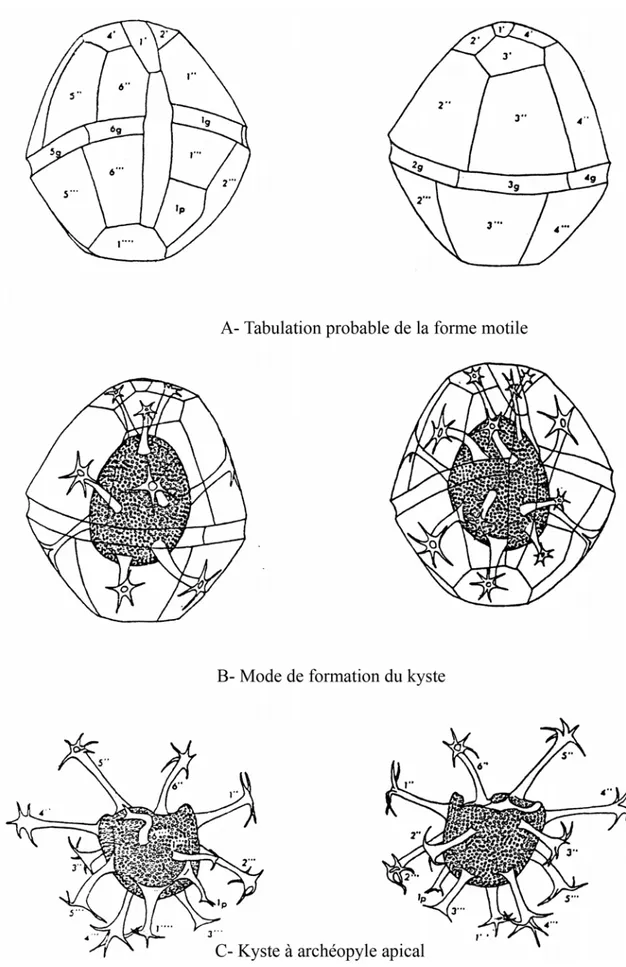 Fig. 11 - Schéma montrant la formation du kyste par condensation à partir de la forme  motile (Extrait de SARJEANT, 1965, in CHÂTEAUNEUF &amp; REYRE, 1974)