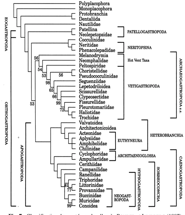 Fig. 7 : Classification des gastéropodes d’après P ONDER  et L INDBERG  (1997) 
