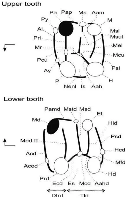 Fig. 5: Terminologie dentaire de Wood et Wilson. (1936), modifié par Marivaux et al.  (2005)