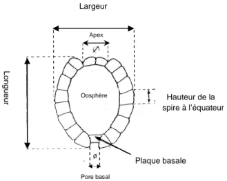 Fig. 5. Schèma d’une gyrogonite montrant les principaux  éléments utilisés pour la description des espèces