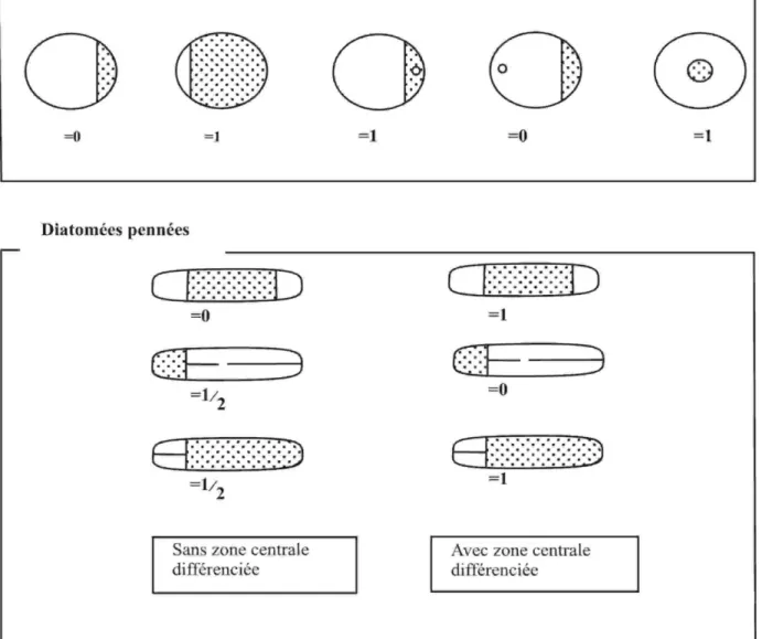 Fig. 05: Unité de comptage d’après Schrader et Gersond (1978) et Cornet (1986). 