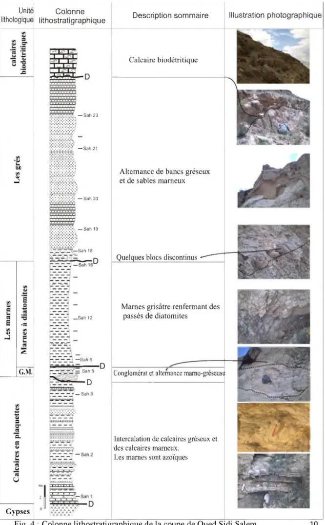 Fig.  4  :  Colonne lithostratigraphique de la coupe de Oued Sidi  Salem