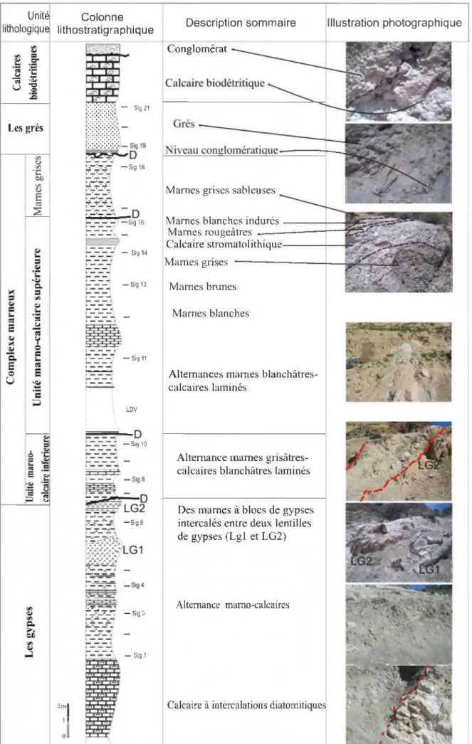Fig.  5  :  Colonne lithostratigraphique de la coupe de Djebel Touakas