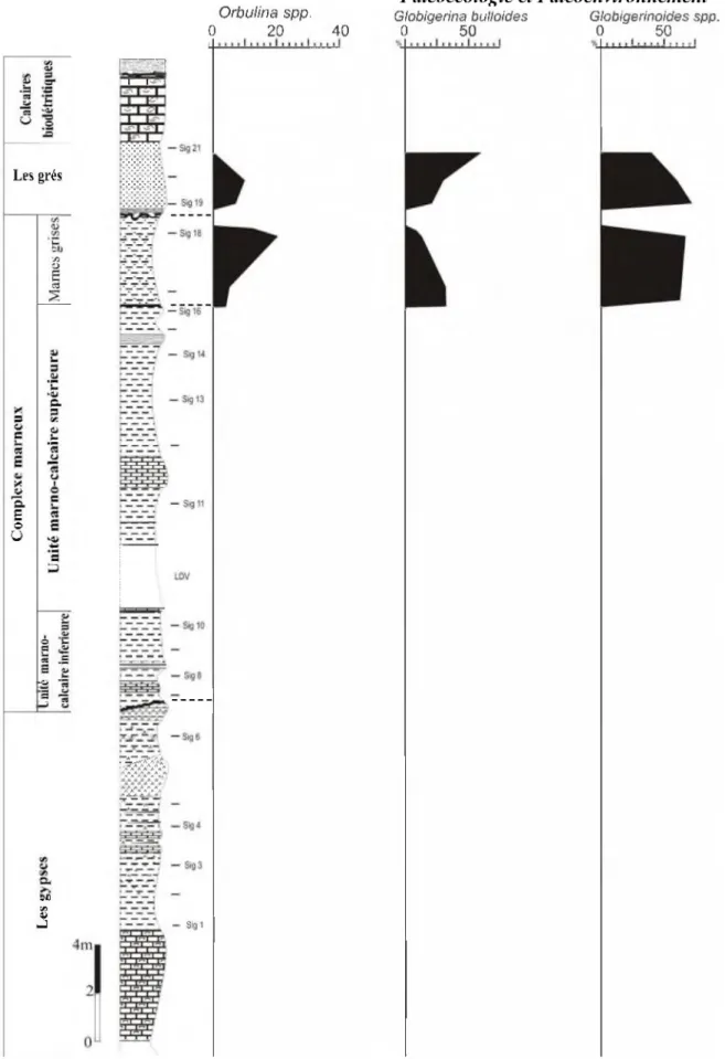 Fig.  9:Analyse quantitative des foraminifères planctoniques de la coupe de Djebel  Touakas