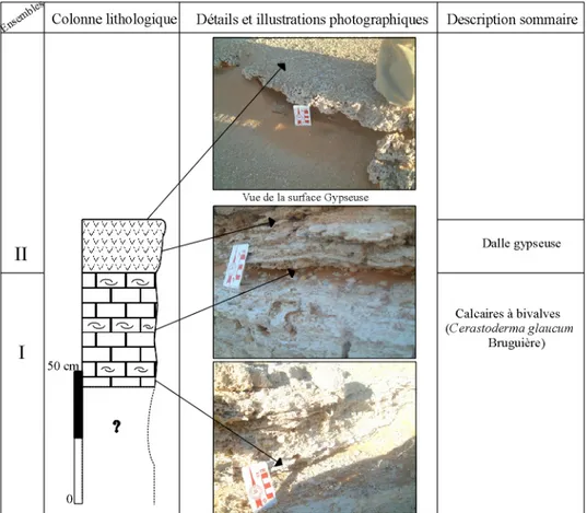 Fig. 07- Colonne lithologique de la coupe (C) de Hassi El Medjna  