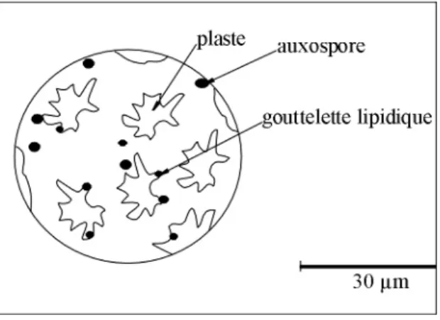 Fig. 10- Cellule des diatomées 