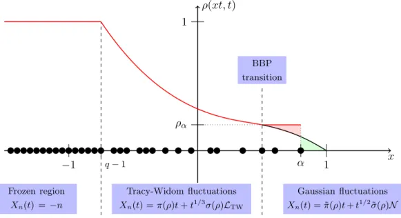 Figure 1.11: Limiting density profile for the q TASEP where the first particle has a slower rate α < 1