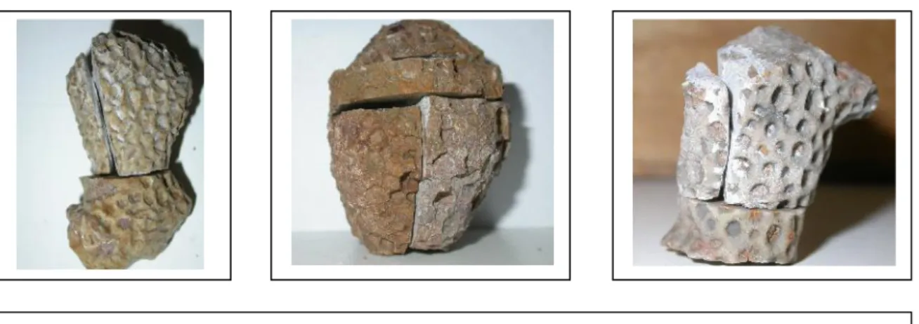 Fig. 3 : Les deux orientations de coupes de quelques spécimens étudiés