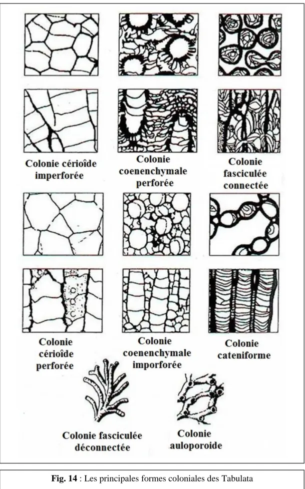 Fig. 14 : Les principales formes coloniales des Tabulata