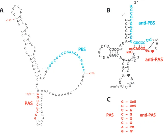 Figure 2.13 – Modèle de l’interaction PAS/anti-PAS