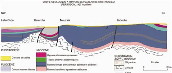 Fig. 9 : Coupe géologique à travers le Plateau de Mostaganem.  