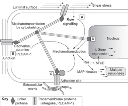 Figure 1.2 – Schéma de la mécanotransduction pour une cellule endothéliale soumise à un cisaillement par le flux sanguin