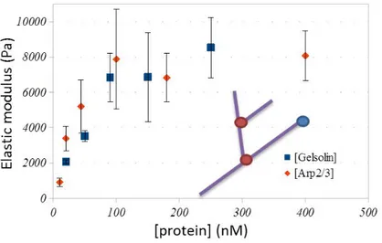 Figure 2.16 – Evolution du module d’Young des gels d’actine branchés en fonction de la concen- concen-tration en Arp2/3 ou Gelsoline