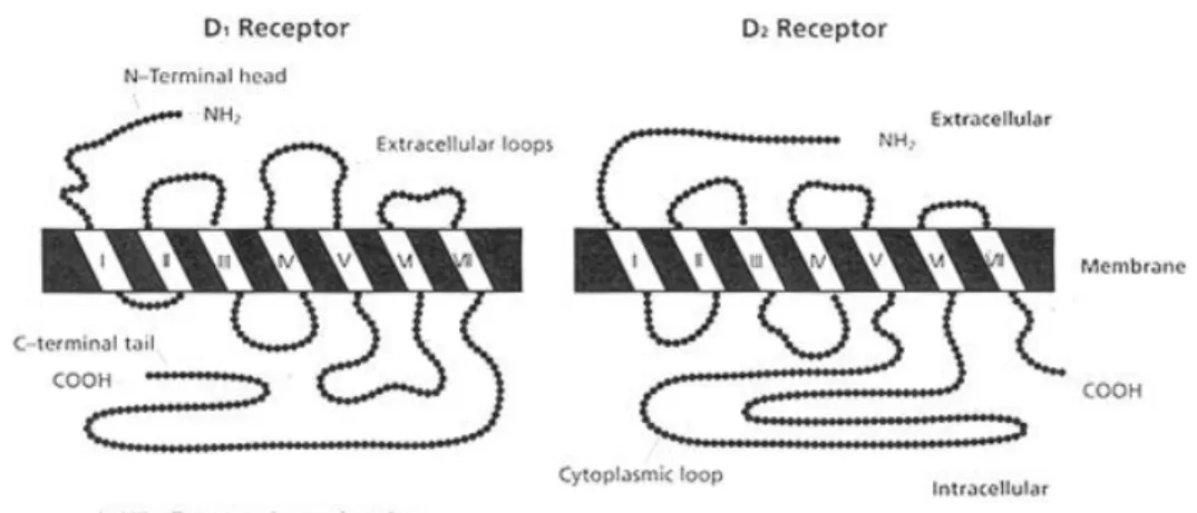 Figure 4 Structural features of the DA D 1  and D 2  receptors (Crocker, 1994) 