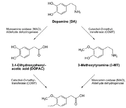 Figure 5 Metabolism of DA 