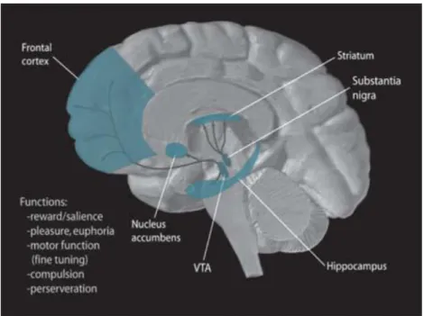 Figure 6 Illustration of the dopamine pathways within the human brain. Obtained from 