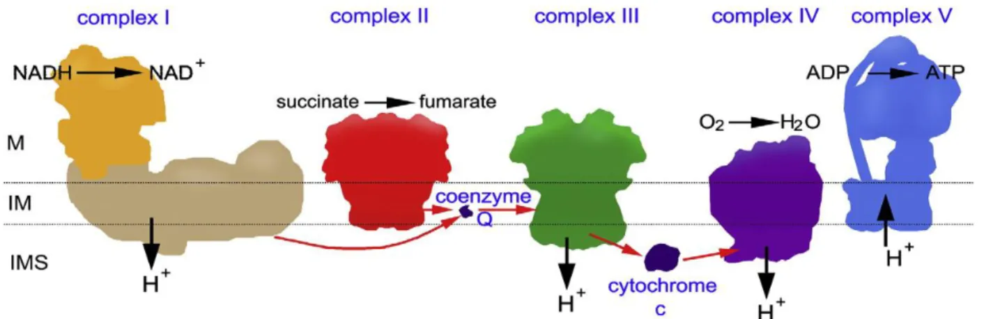 Figure 8 Representation of the oxidative system. The position of the matrix (M), the 